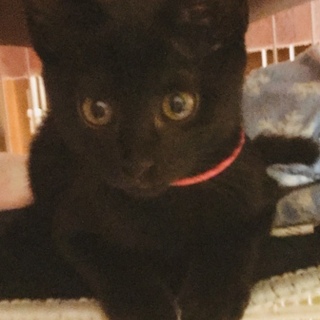 可愛い黒猫クロエちゃん