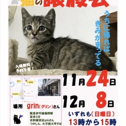 猫の譲渡会