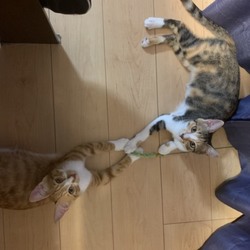 「しわあせ報告 」サムネイル2