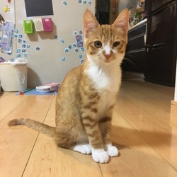 「しわあせ報告 」サムネイル3