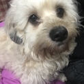 ミックス犬里親募集
