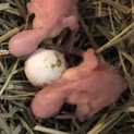 セキセイインコ 10月