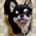 1歳チワワの里親様を募集致します