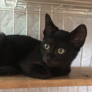 甘えん坊の黒猫ちゃん❣️