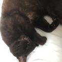 毛並が綺麗な黒猫