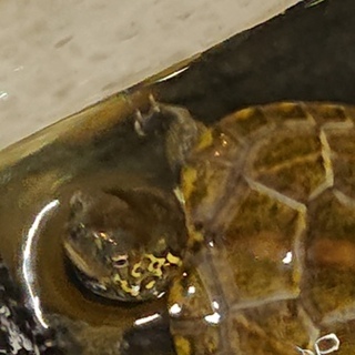 クサガメ（ウンキュウかも）の小亀お別れです。