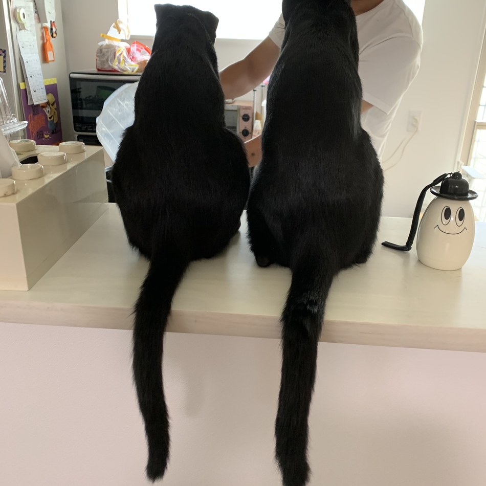 皐月のカバー写真