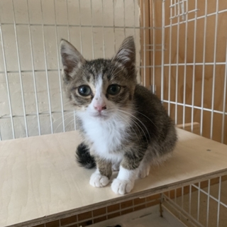 推定2か月、トイレ躾済み、おとなしく甘えん坊