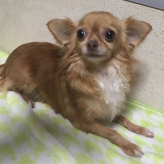 チワワの女の子里親募集します！