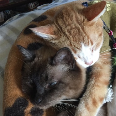 むねお・・・重い・・・