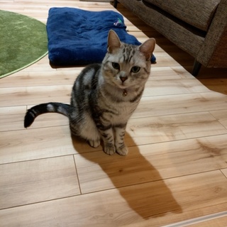 アメショー♂の里親募集