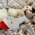 甘えっ子さぁ〜んの子猫です♪