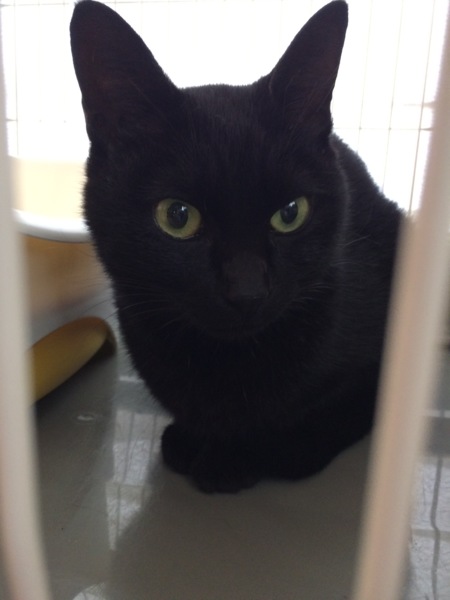 黒猫 メスです」東京都 - 猫の里親募集(290293) :: ペットのおうち