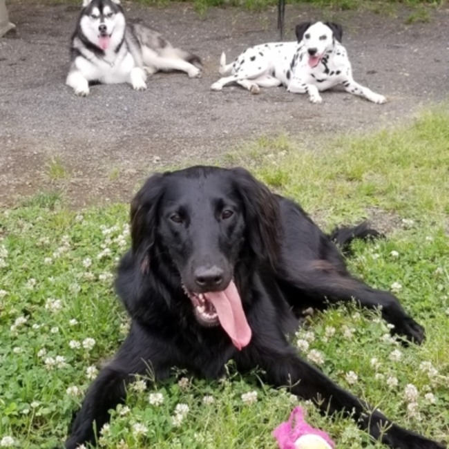 シア＆コビーのパパのカバー写真