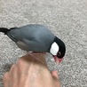 手乗り文鳥の里親さん（一時中止） サムネイル2