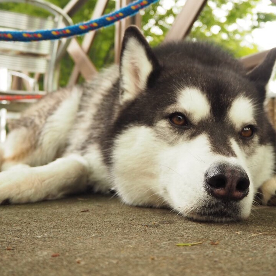 コビーのカバー写真