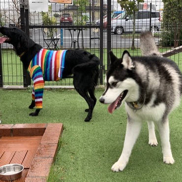 ブルックとコビー