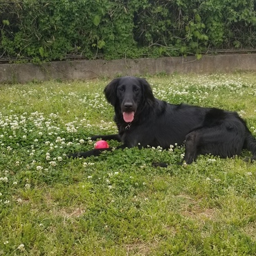 ボールあげないよ