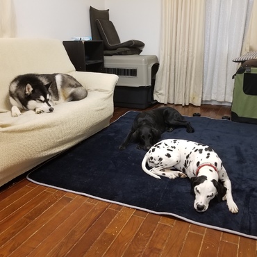 ドッグランから帰ると大体これ