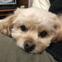 あんず