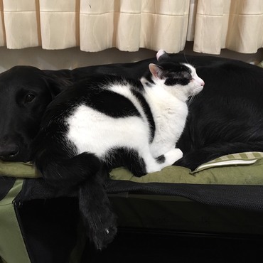 ブルックとトト