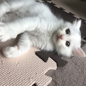 長毛白猫しらたま、２ヶ月人馴れ抜群甘えん坊