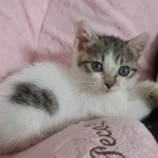 トライアル決定　おめめクリクリの女の子