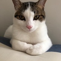 ラモン