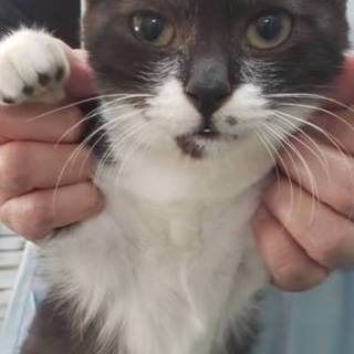 カギしっぽ♪甘えん坊のりまきくん