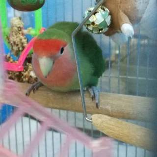 コザクラインコちゃんの里親を募集します！