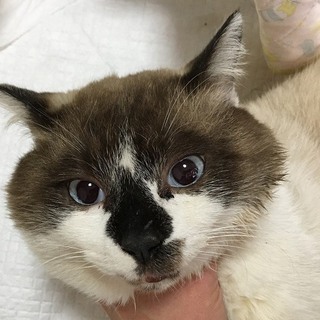 人慣れ抜群！引越しに伴い捨てられました。