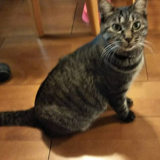 とっても大人しい女の子（ぽっちゃりさん）