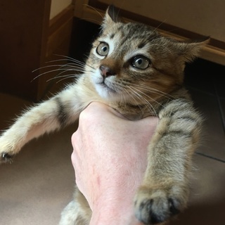 わんぱくキジトラ♀生後３ヶ月程度