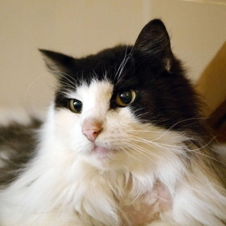 飼い主入院の為■9匹の大人猫ご縁募集■