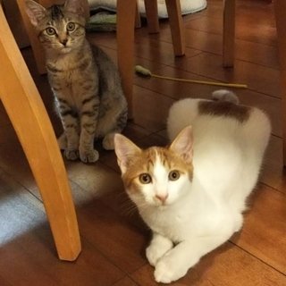 元気いっぱいの男の子（白が多めの茶トラ）