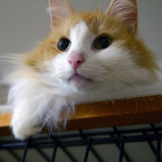 飼い主入院の為■9匹の大人猫ご縁募集■