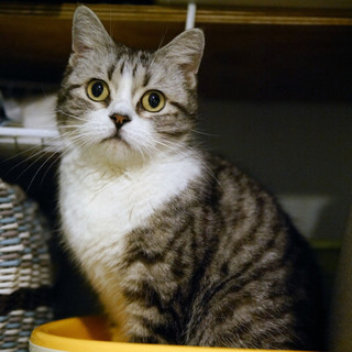 飼い主入院の為■9匹の大人猫ご縁募集■