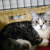 飼い主入院の為■9匹の大人猫ご縁募集■ サムネイル7