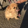 ペキニーズ 女の子 キハちゃん サムネイル2
