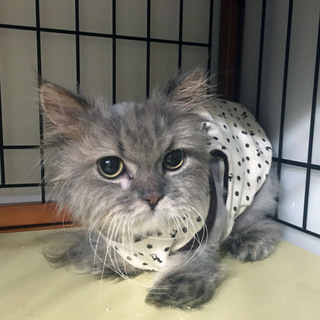 飼い主入院の為■9匹の大人猫ご縁募集■