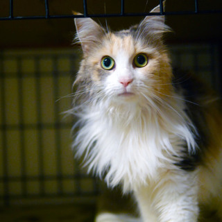 飼い主入院の為■9匹の大人猫ご縁募集■