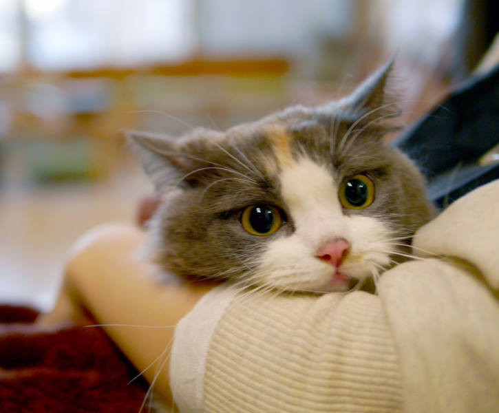 飼い主入院の為■9匹の大人猫ご縁募集■ サムネイル2