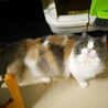 飼い主入院の為■9匹の大人猫ご縁募集■ サムネイル4