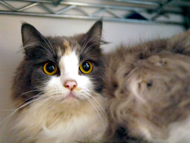 飼い主入院の為■9匹の大人猫ご縁募集■ サムネイル7