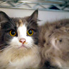 飼い主入院の為■9匹の大人猫ご縁募集■ サムネイル7