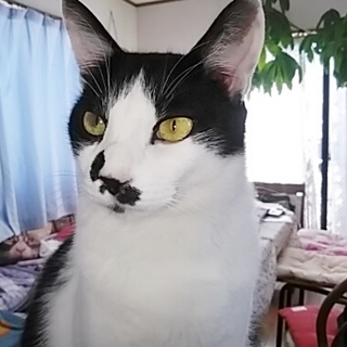 不参加【5/7東銀座】テリー君５歳