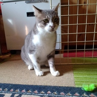 エイズキャリアの成猫ですが…