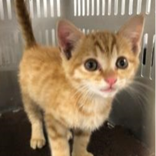 可愛い茶トラの男の子。収容期限11/20朝迄