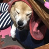 の写真
