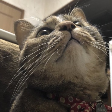 下からこつぶ